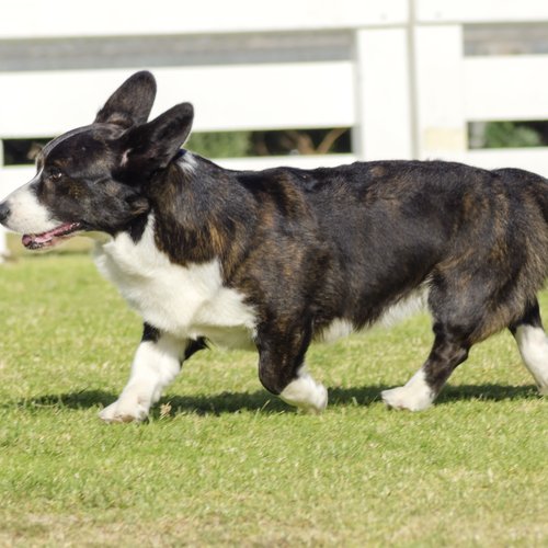 A black brindle Cardigan Welsh Corgi