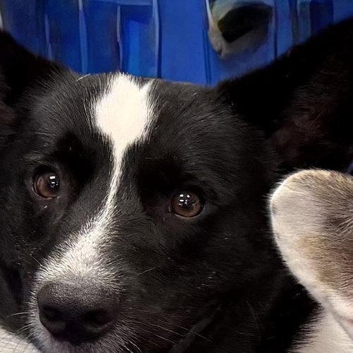 Dash, a black and white Cardigan Welsh Corgi