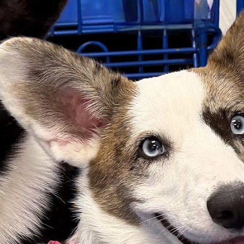 Sadie, a blue merle Cardigan Welsh Corgi with blue eyes