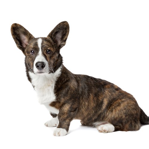 A brindle Cardigan Welsh Corgi