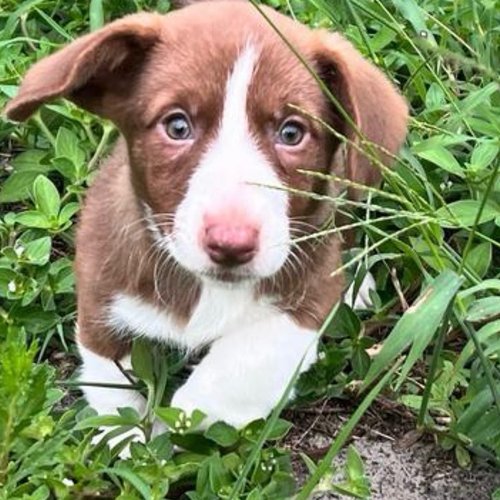 Willow, a liver and white Cardigan Welsh Corgi