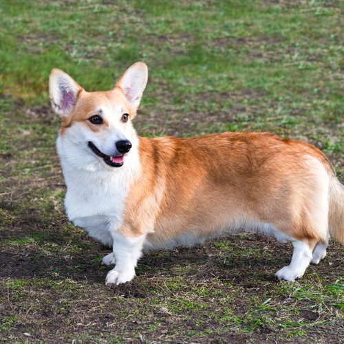 A red and white Cardigan Welsh Corgi