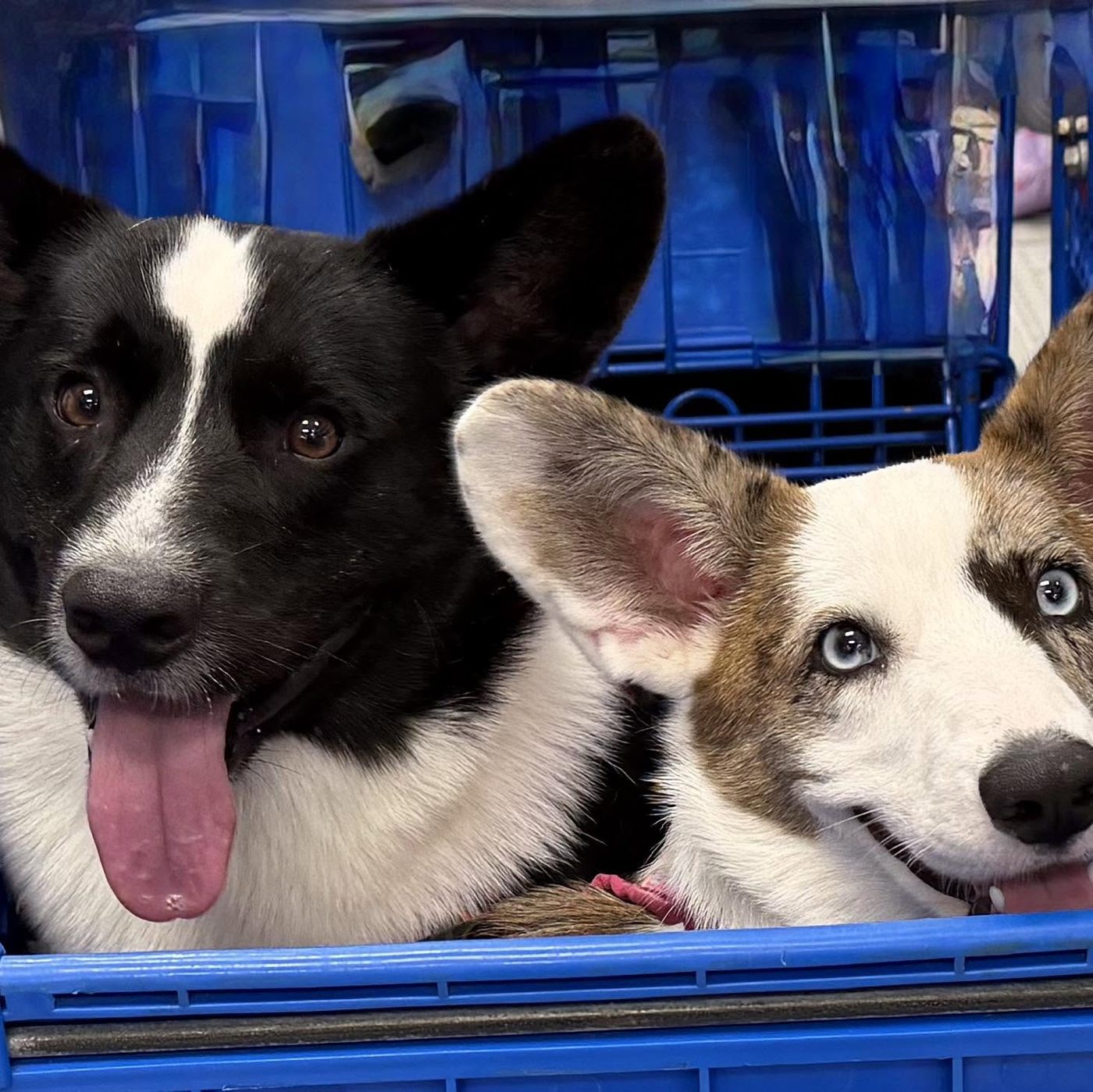 Dash, our black and white Cardigan Welsh Corgi