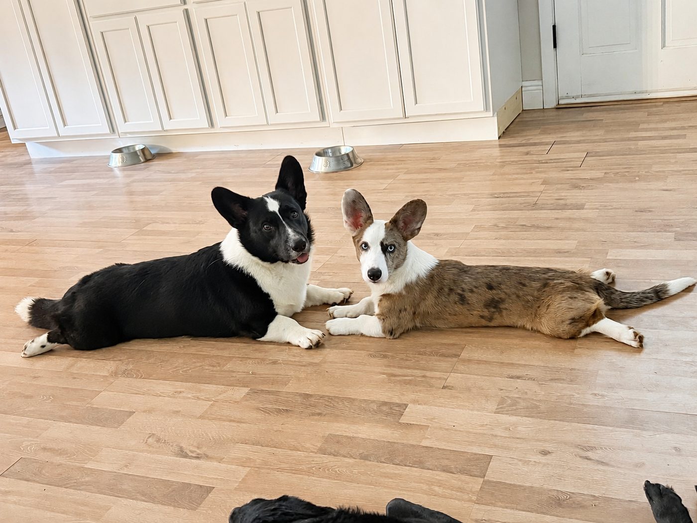 Sadie, our blue merle Cardigan Welsh Corgi with blue eyes