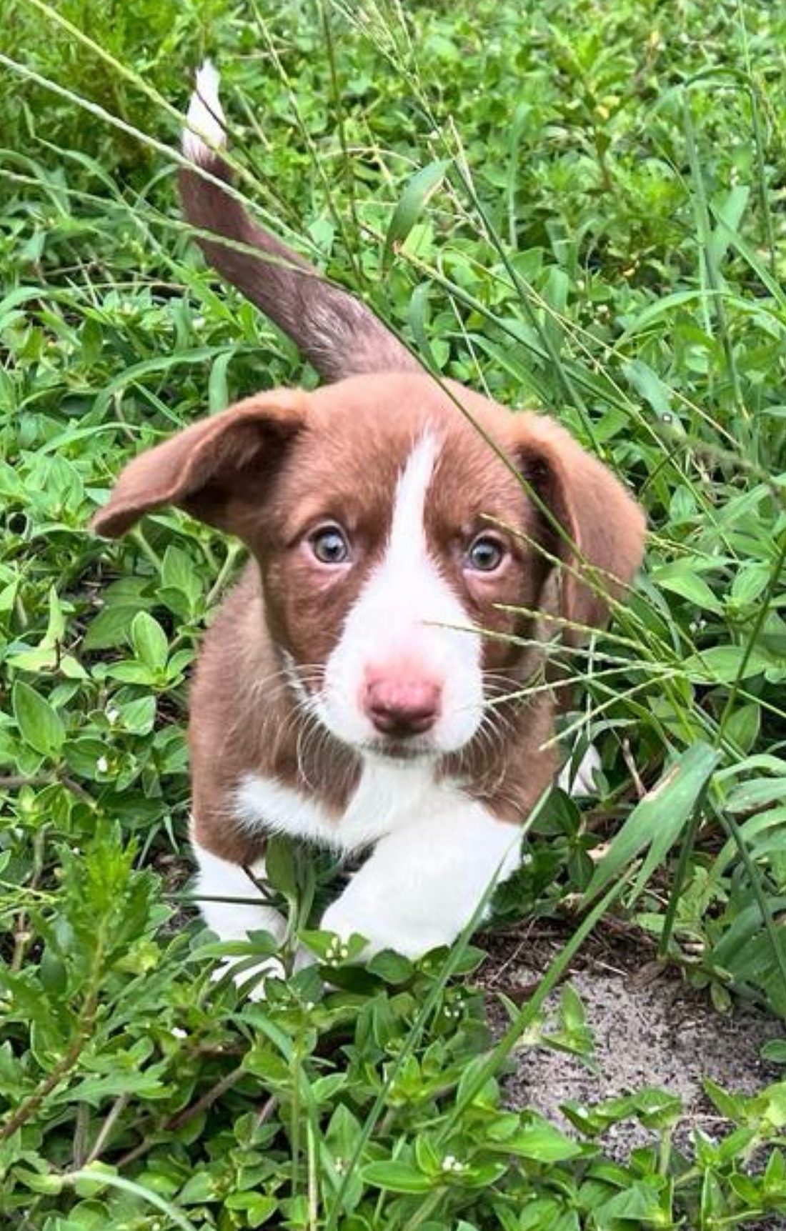 Willow, our liver and white Cardigan Welsh Corgi puppy